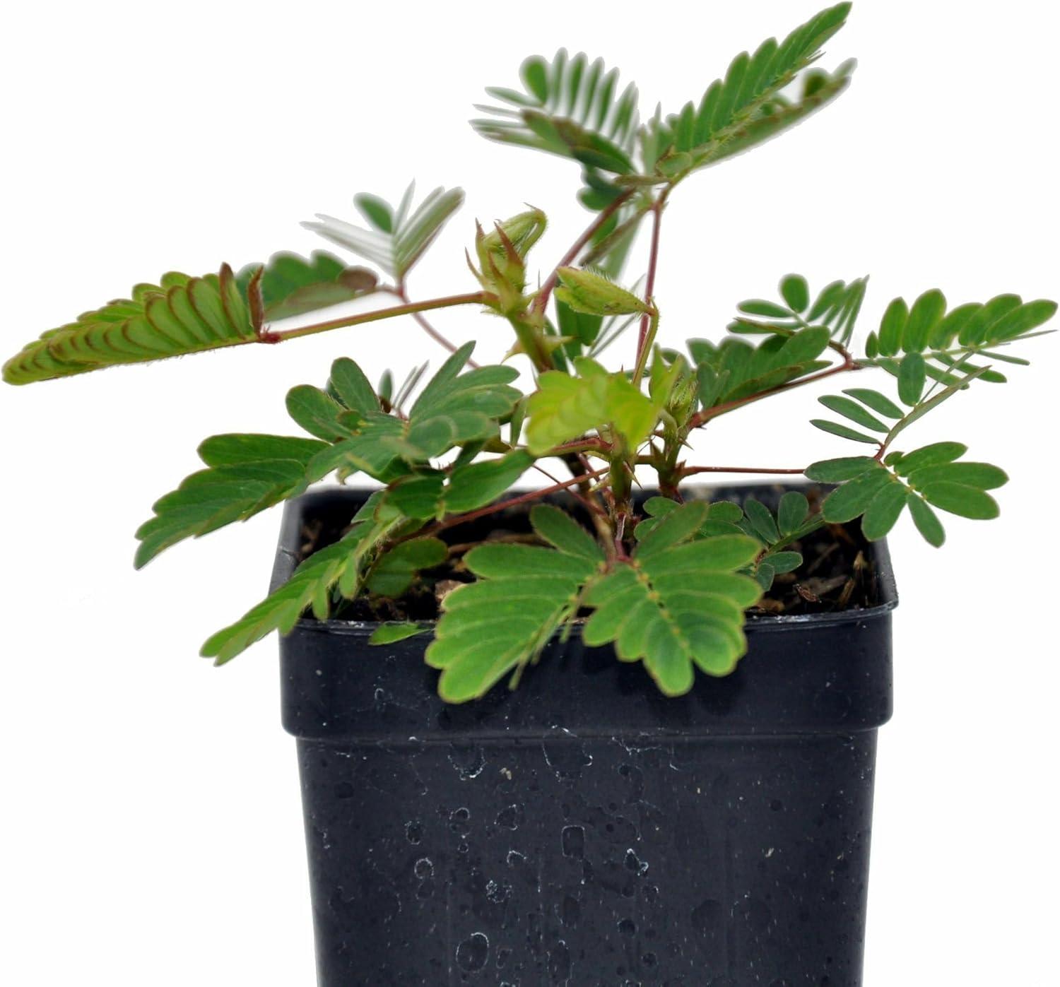 Mimosa Pudica, Sensitive Plant - Pot Size: 3" (2.6x3.5") - Flowering Plants, Houseplants