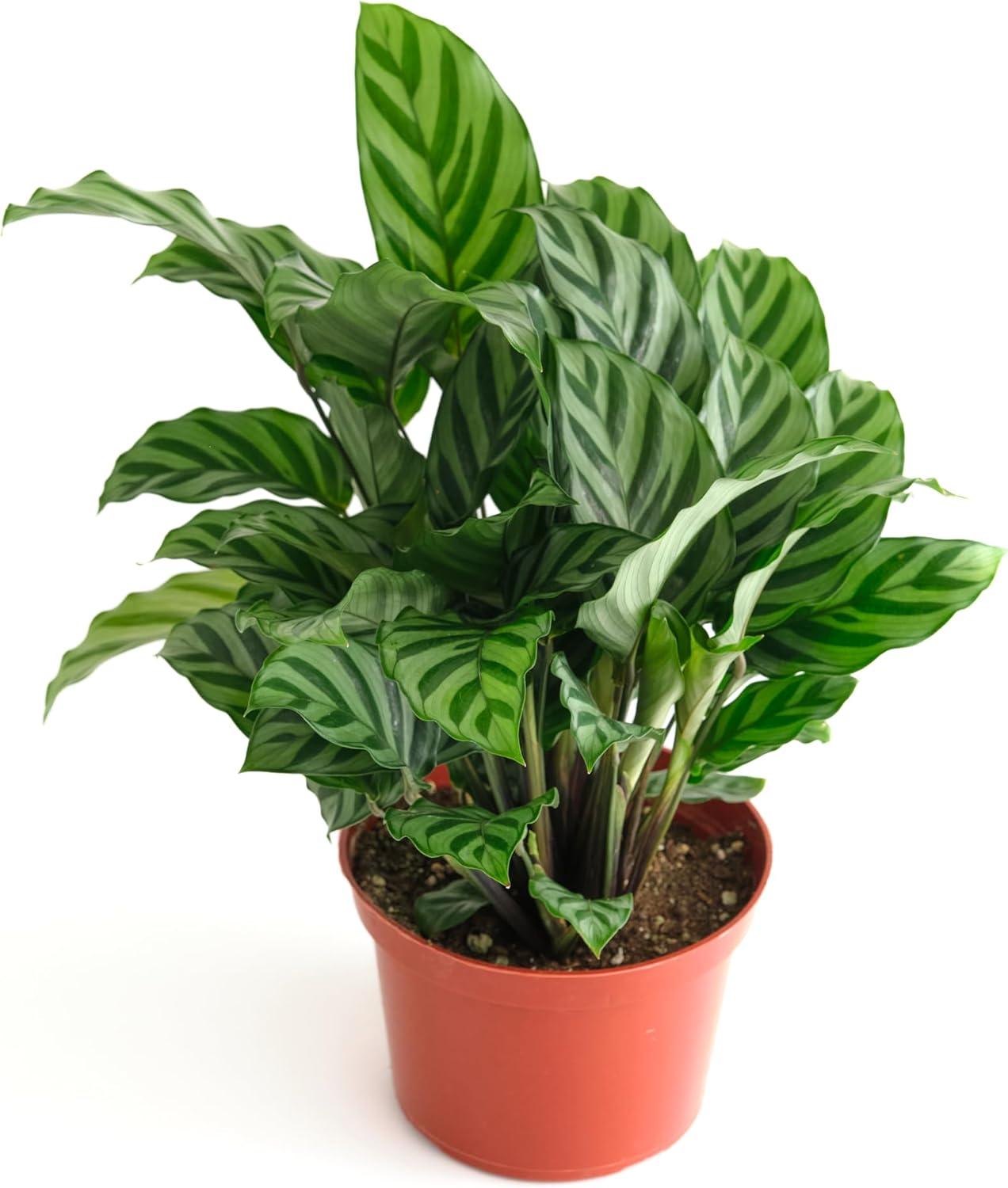 Calathea Freddie Green and Burgundy Indoor Succulent in Pot