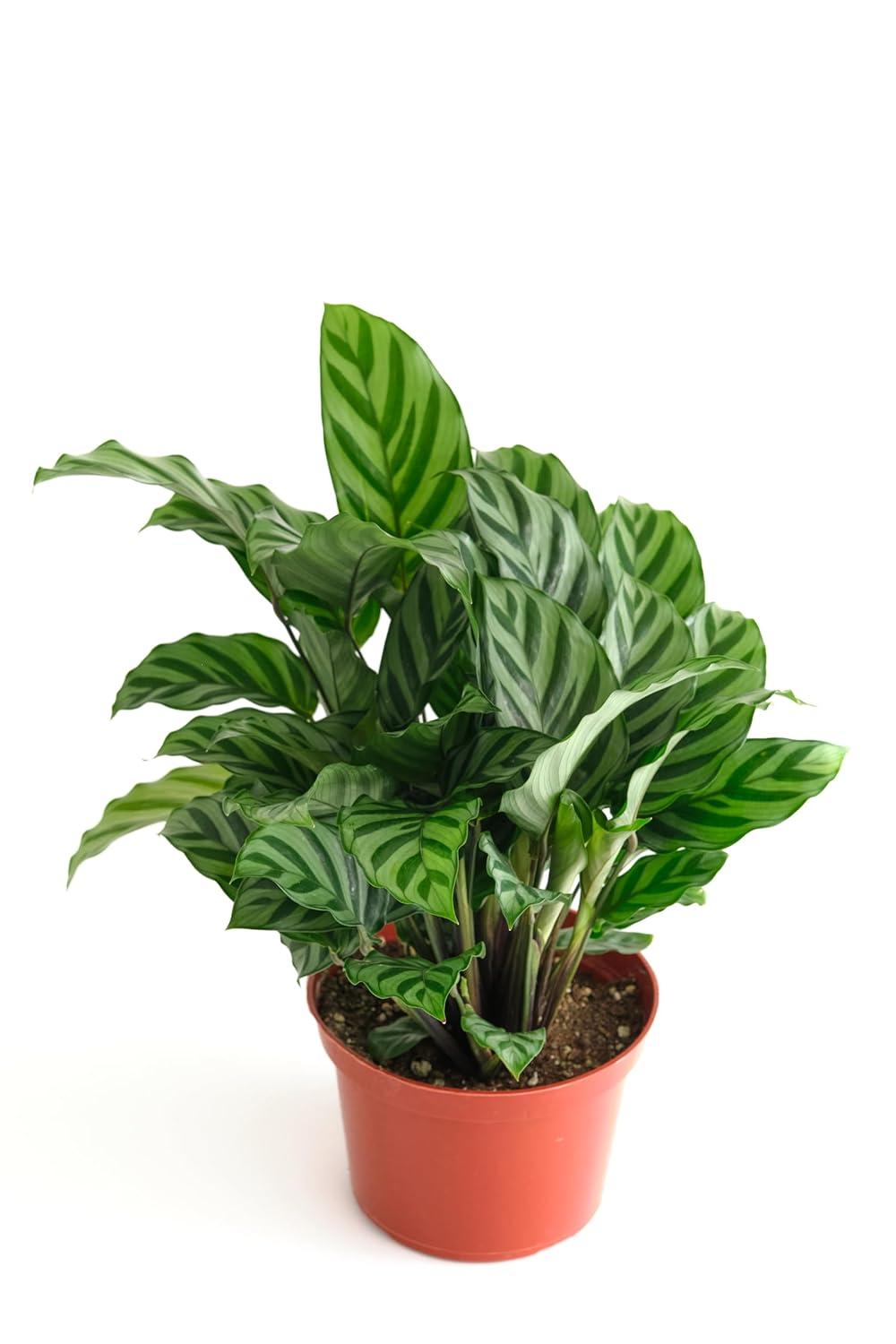 Shop Succulents Calathea Concinna Freddie, Live Indoor Plant, Easy Care Tropical Houseplant in Nursery Pot, Air Purifying Plant in Soil, Housewarming, Trendy Home Décor, 1-2 Feet Tall