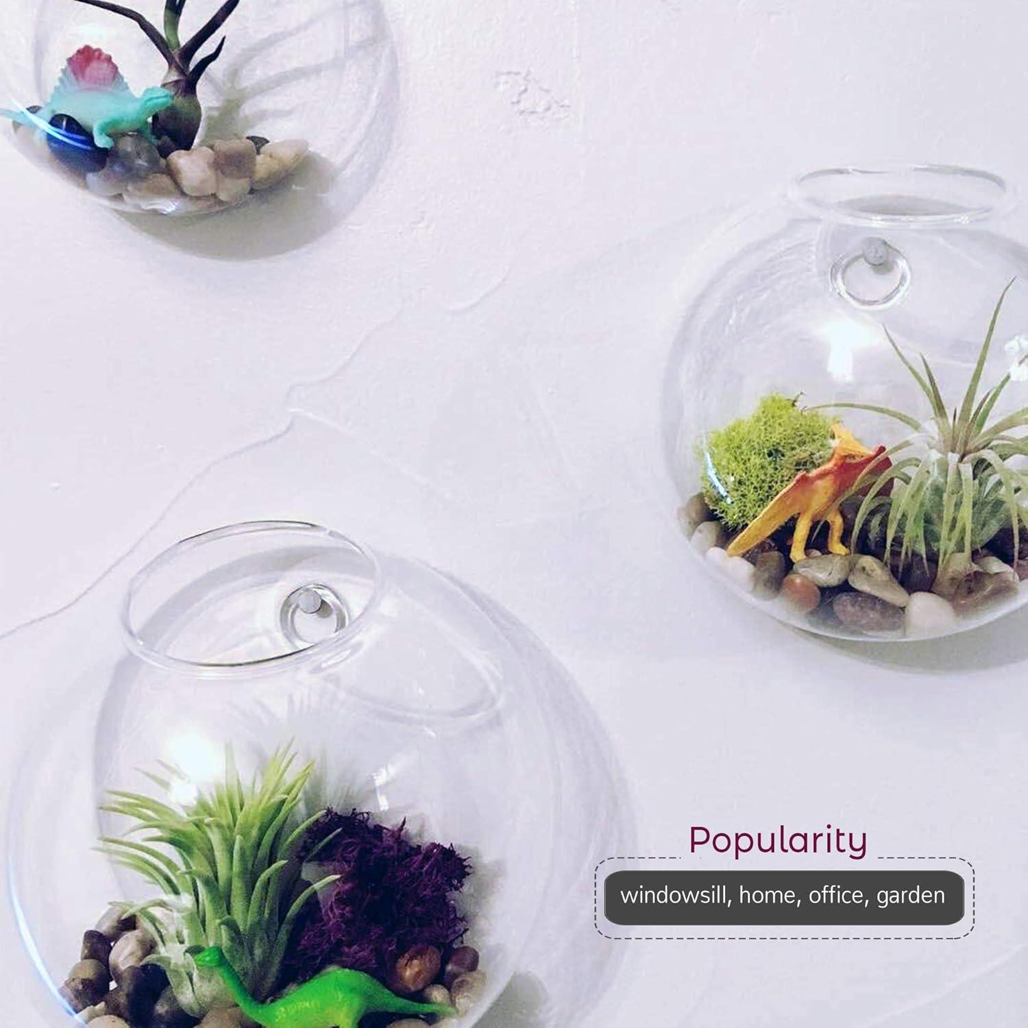 WGV Half Round Wall Hanging Terrarium - 6" Wide x 4" Depth, Good quality, Heavy Weighted Base - 1 Pc