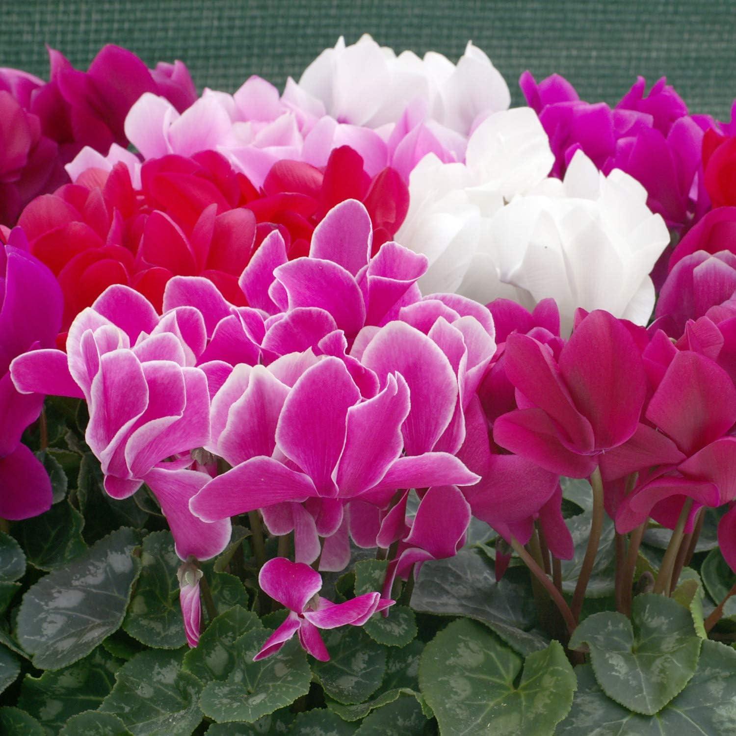 Outsidepride Annual Cyclamen Persicum for Partial Shade - 100 Seeds