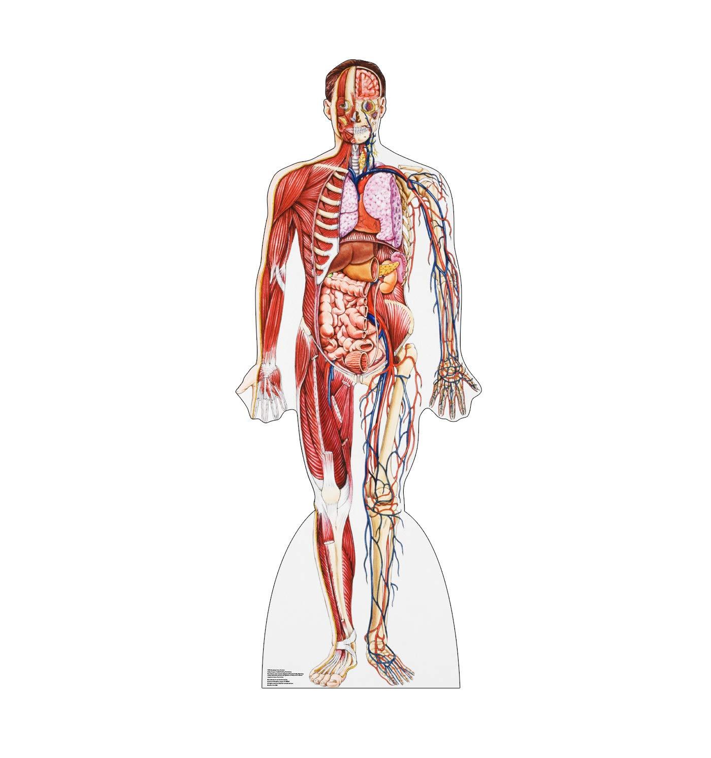 Advanced Graphics Anatomy 72'' Cardboard Standup