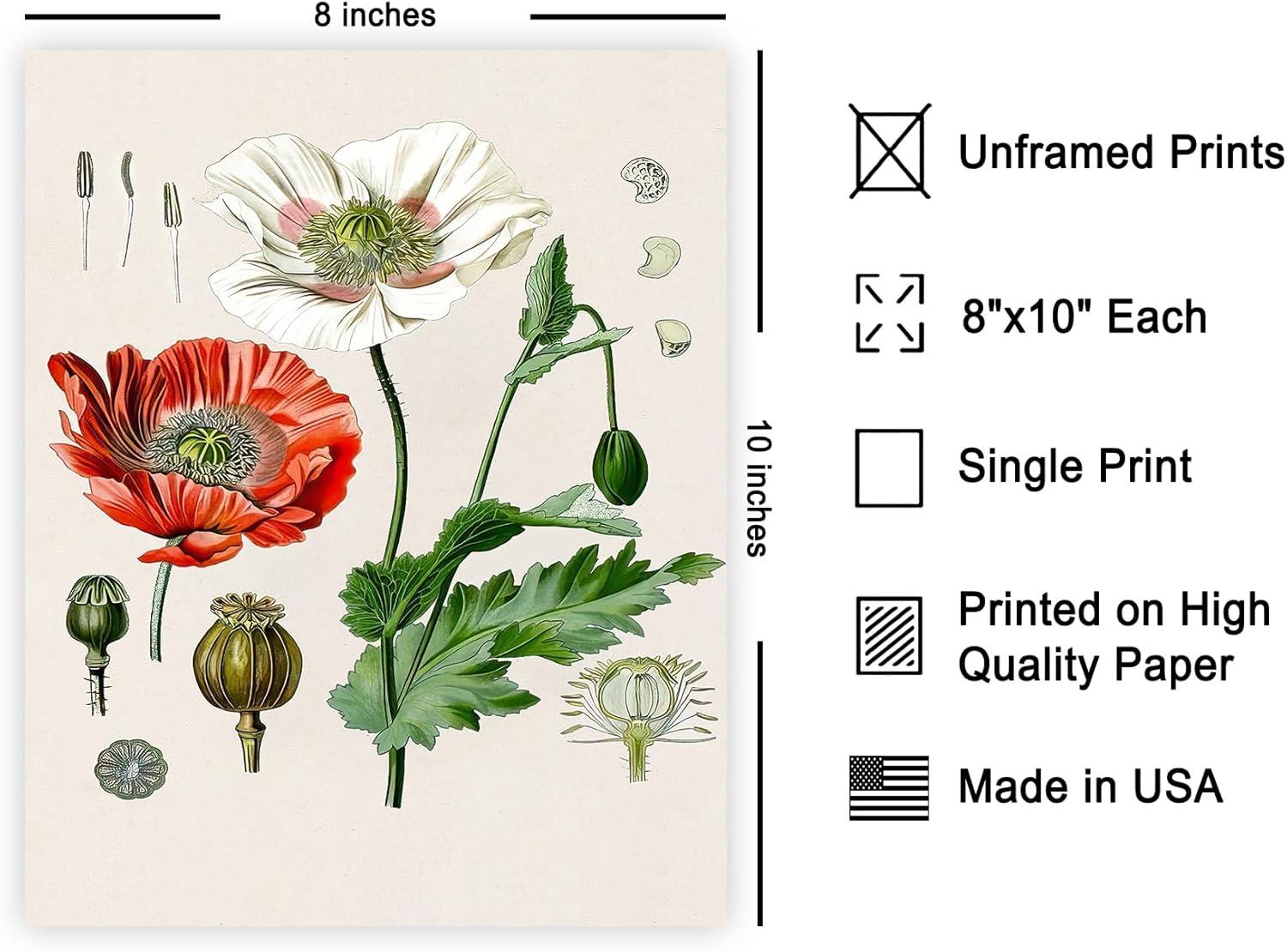 Poster Master Vintage Botanical Poster - Retro Floral Illustration Print - 8x10 UNFRAMED Wall Art - Gift for Artist, Friend - Opium Poppy, Papaver Somniferum, Red Flower - Wall Decor for Home, Office