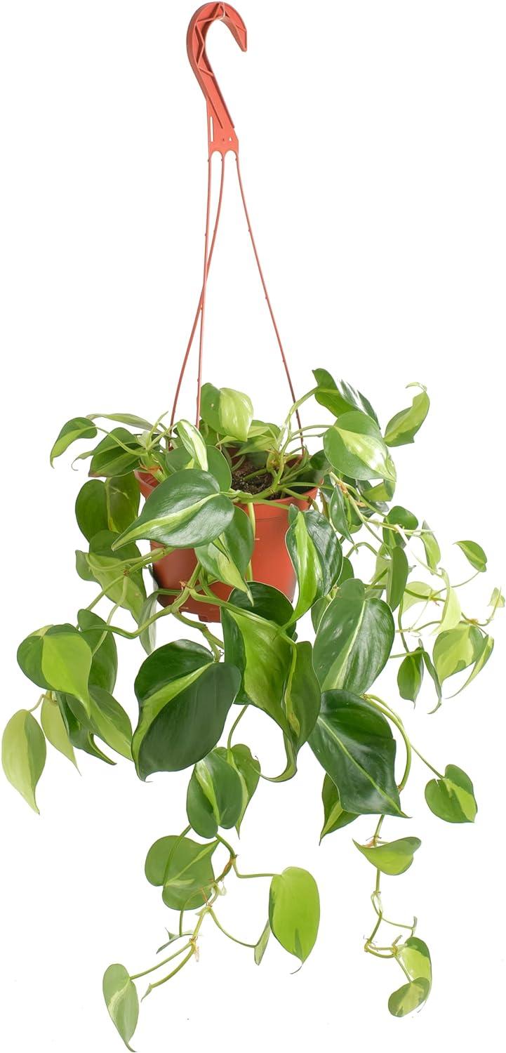 Large Green and Yellow Philodendron Brasil in Brown Grower Pot