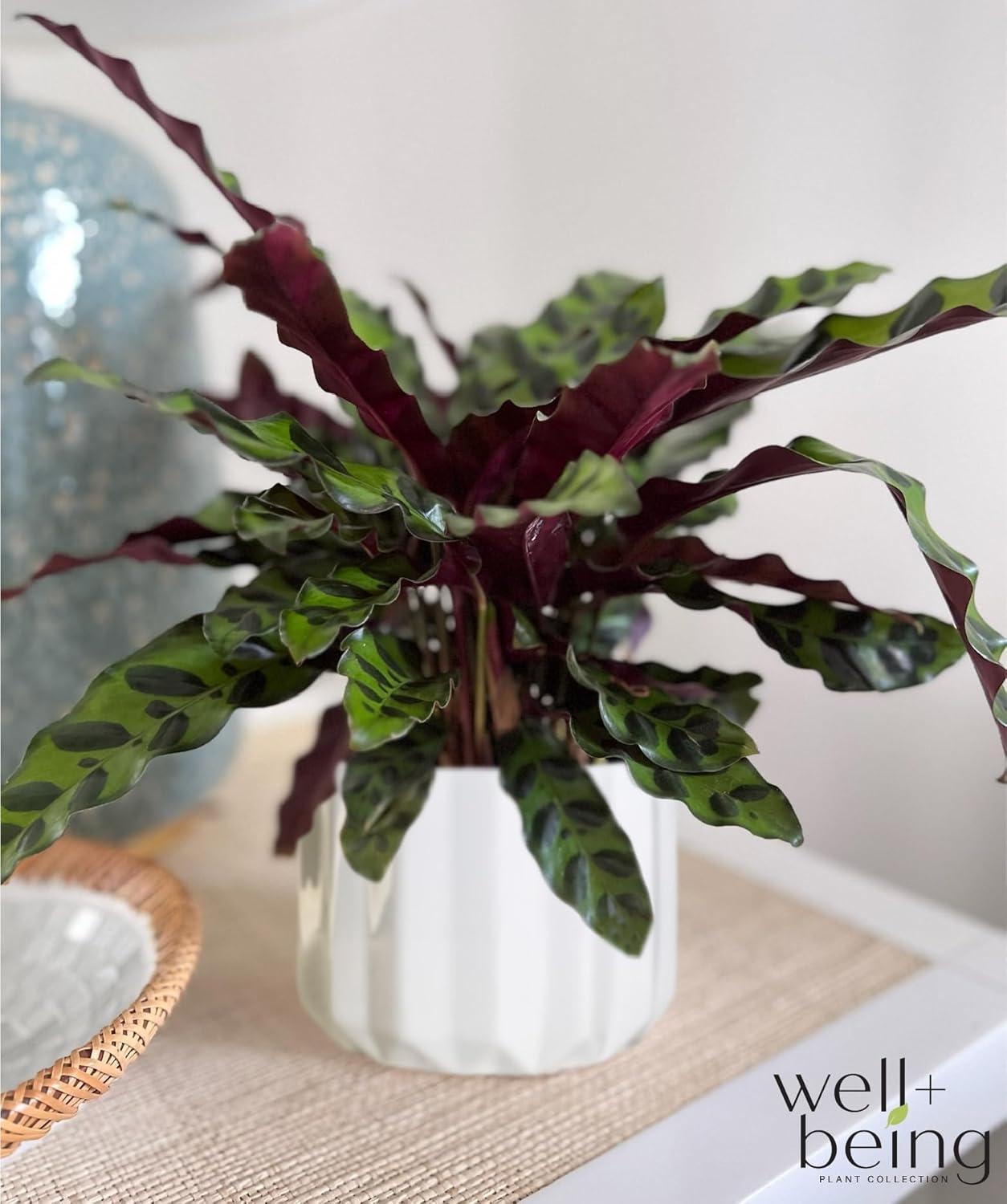 Nature's Way Farms Calathea Rattlesnake Live Plant (8-15 inches tall) in growers pot