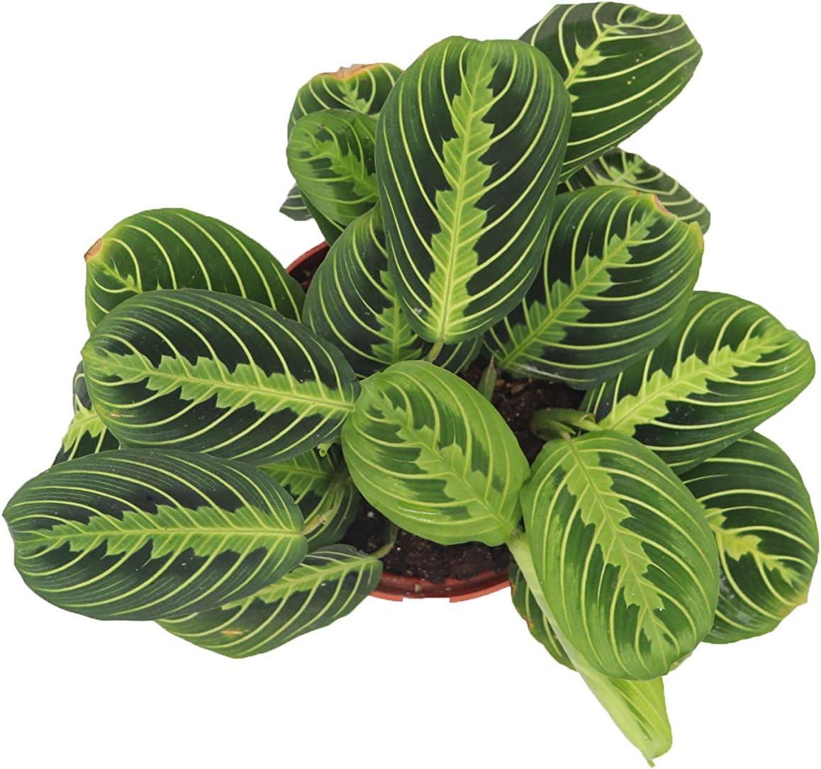 Maranta Green Prayer Plant “Lemon Lime” - 6” from California Tropicals