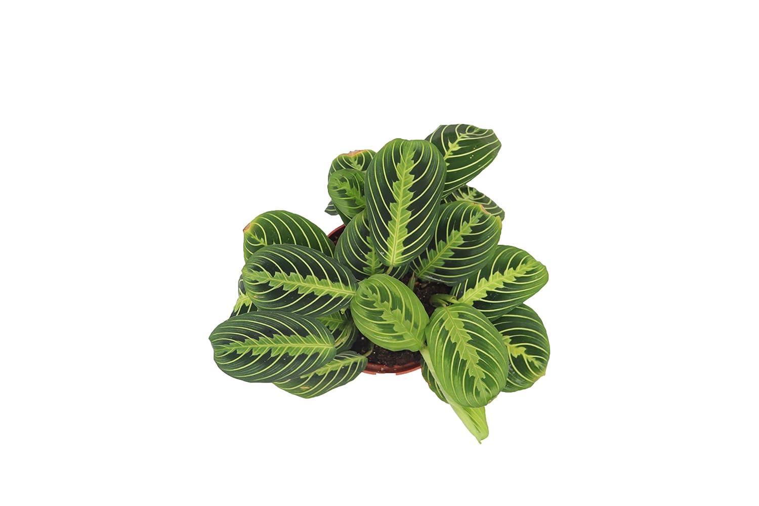 Maranta Green Prayer Plant “Lemon Lime” - 6” from California Tropicals