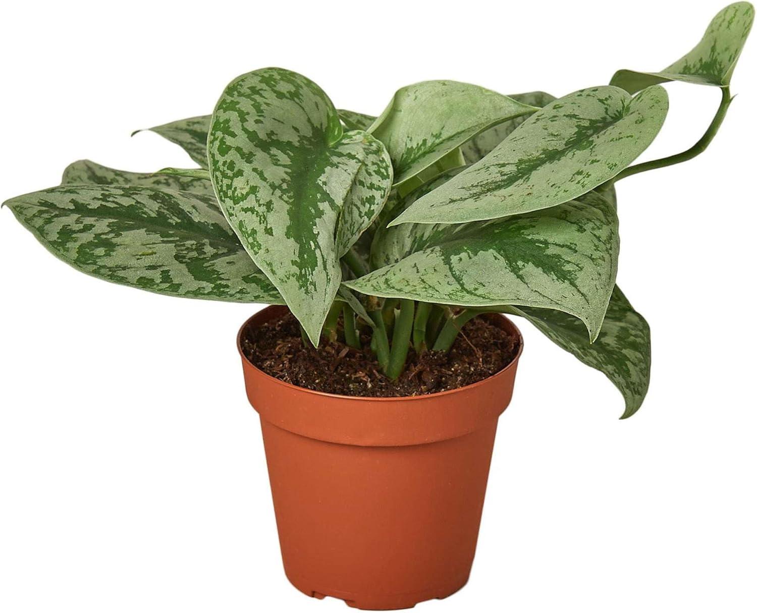 Pothos Silver Splash Live Plant in 4" Terracotta Pot