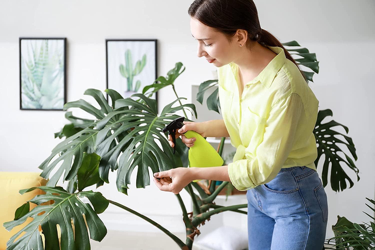 American Plant Exchange Monstera Adansonii Swiss Cheese, 4-Inch Pot, Live Vining Houseplant