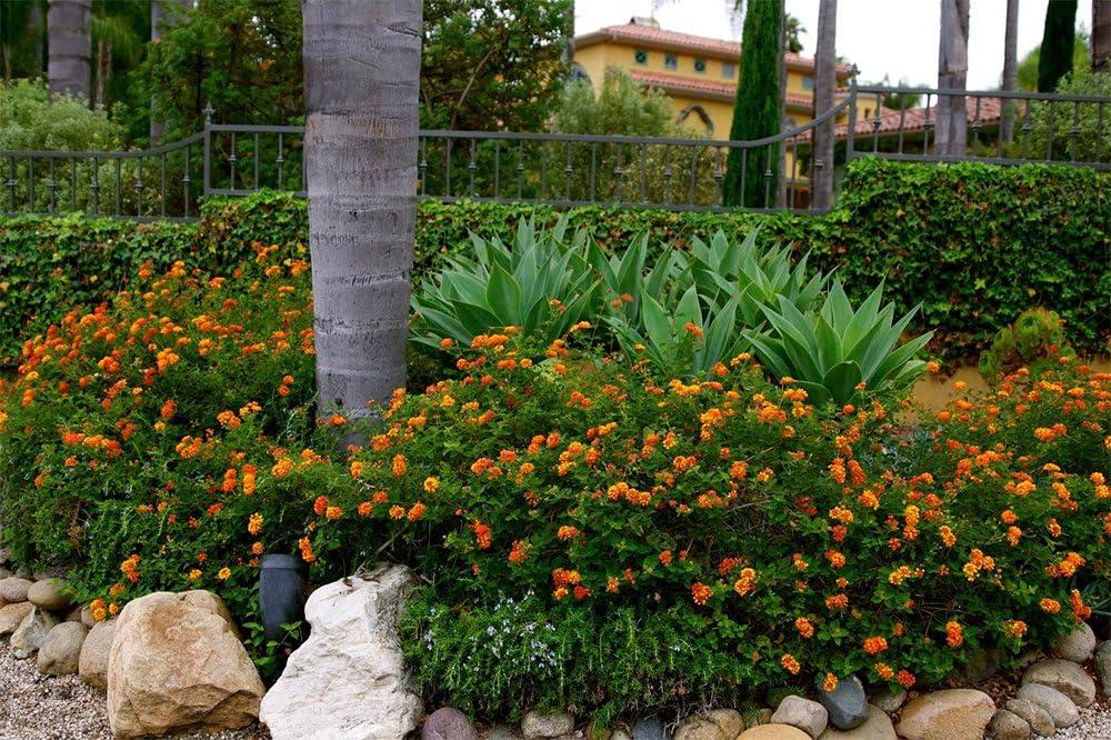 American Plant Exchange Lantana Dallas Red, 6-Inch Pot, Red & Orange Flowers, Attracts Butterflies