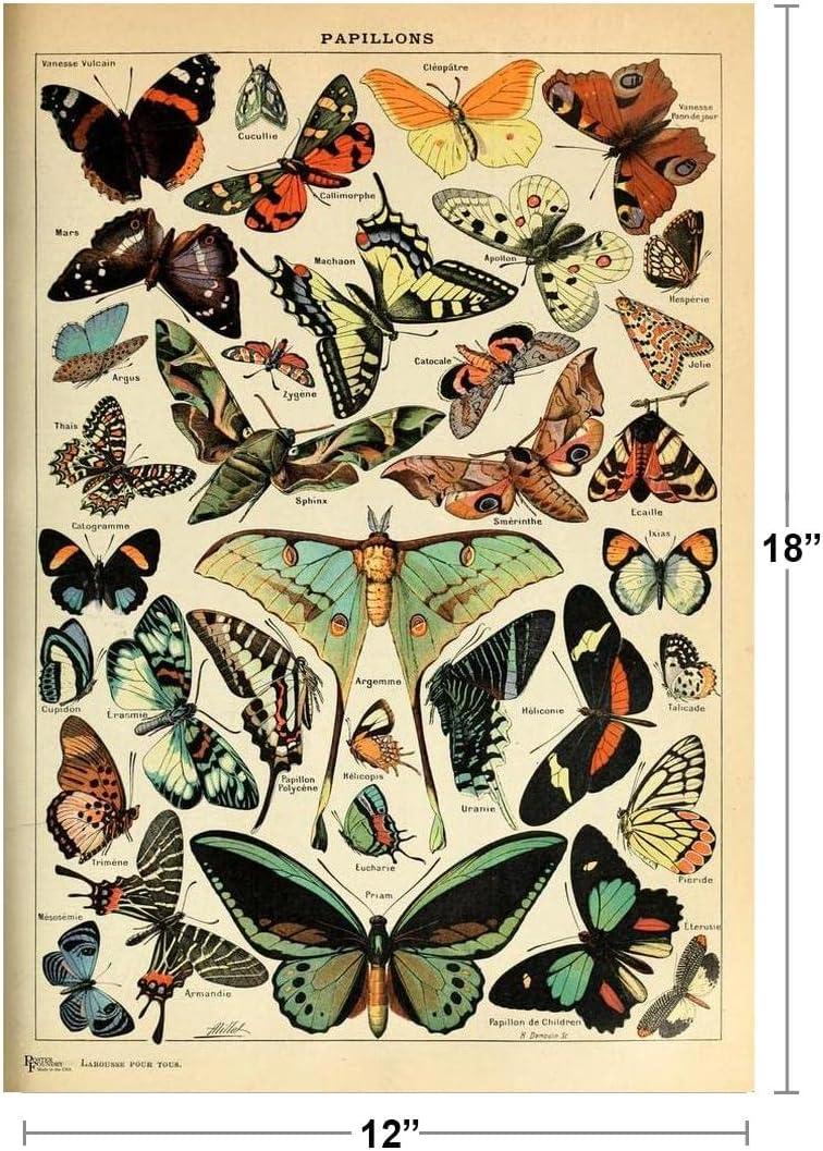 Butterfly Moth Cottagecore Room Decor Butterflies Papillons Chart Bookplate Retro Botanical Nature Animal Vintage Aesthetic Room Science Education Cool Wall Art Print Poster 12x18