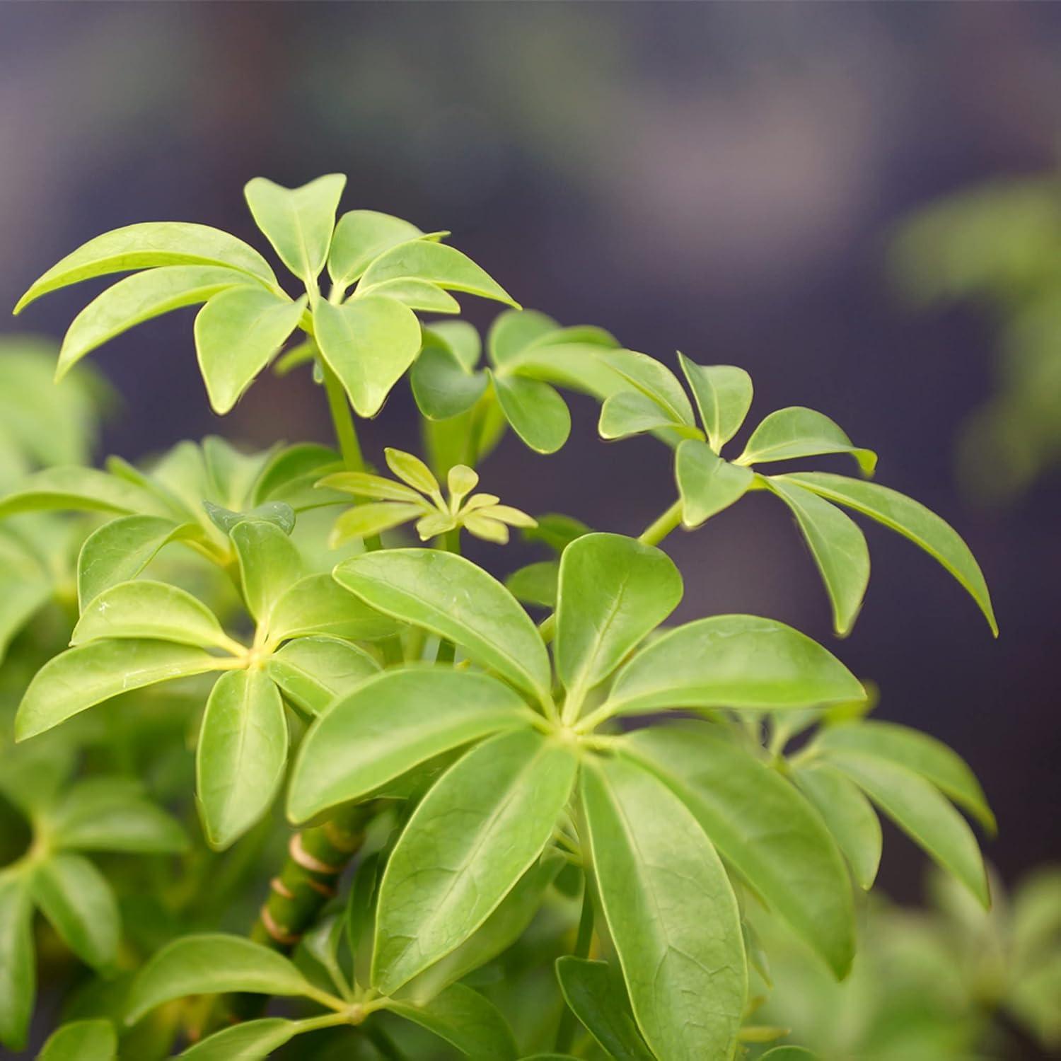 Brussel's Hawaiian Umbrella Bonsai Tree In Rock Pot