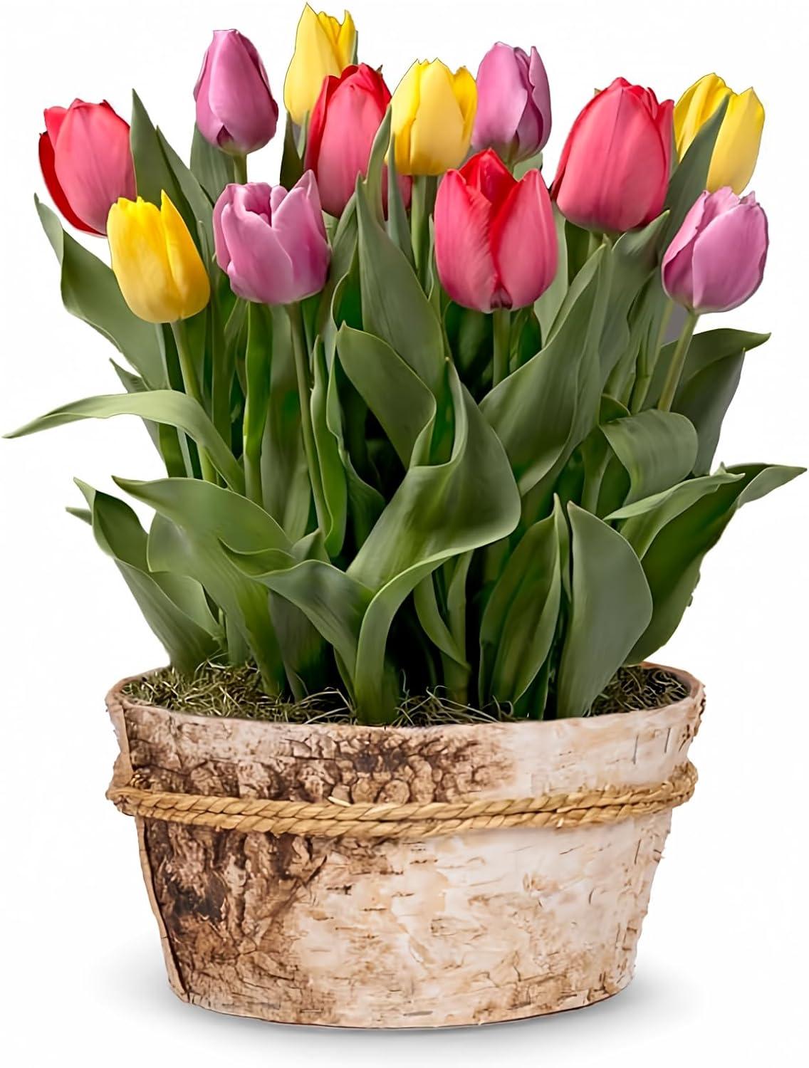 From You Flowers - Rainbow Tulip Bulb Garden for Birthday, Anniversary, Get Well, Congratulations, Thank You, All Occasions
