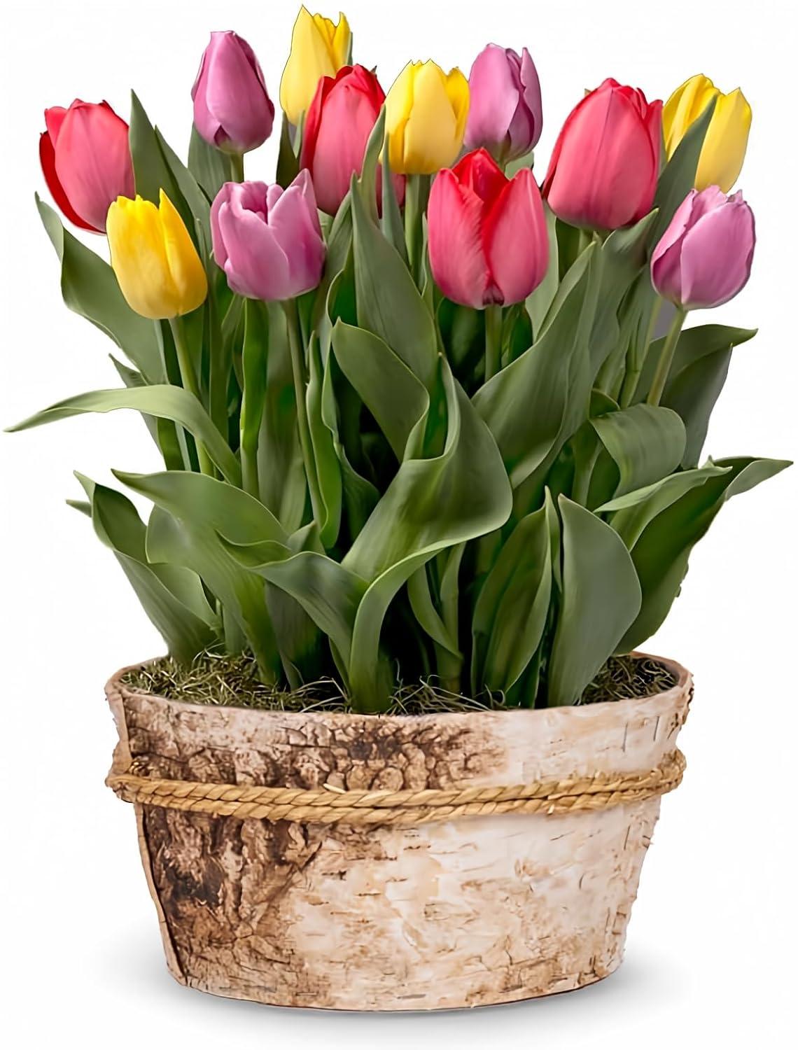 From You Flowers - Rainbow Tulip Bulb Garden for Birthday, Anniversary, Get Well, Congratulations, Thank You, All Occasions