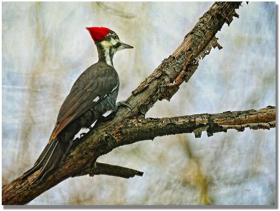 Trademark Fine Art 'Woodpecker II' by Lois Bryan Photographic Print on Canvas | Wayfair