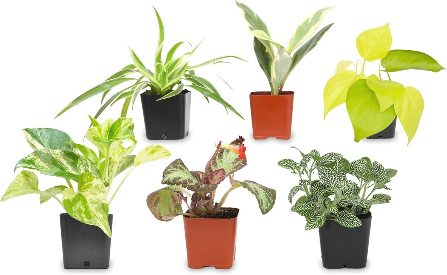 Easy Care Assorted Live Houseplants in 2" Pots - 6 Pack