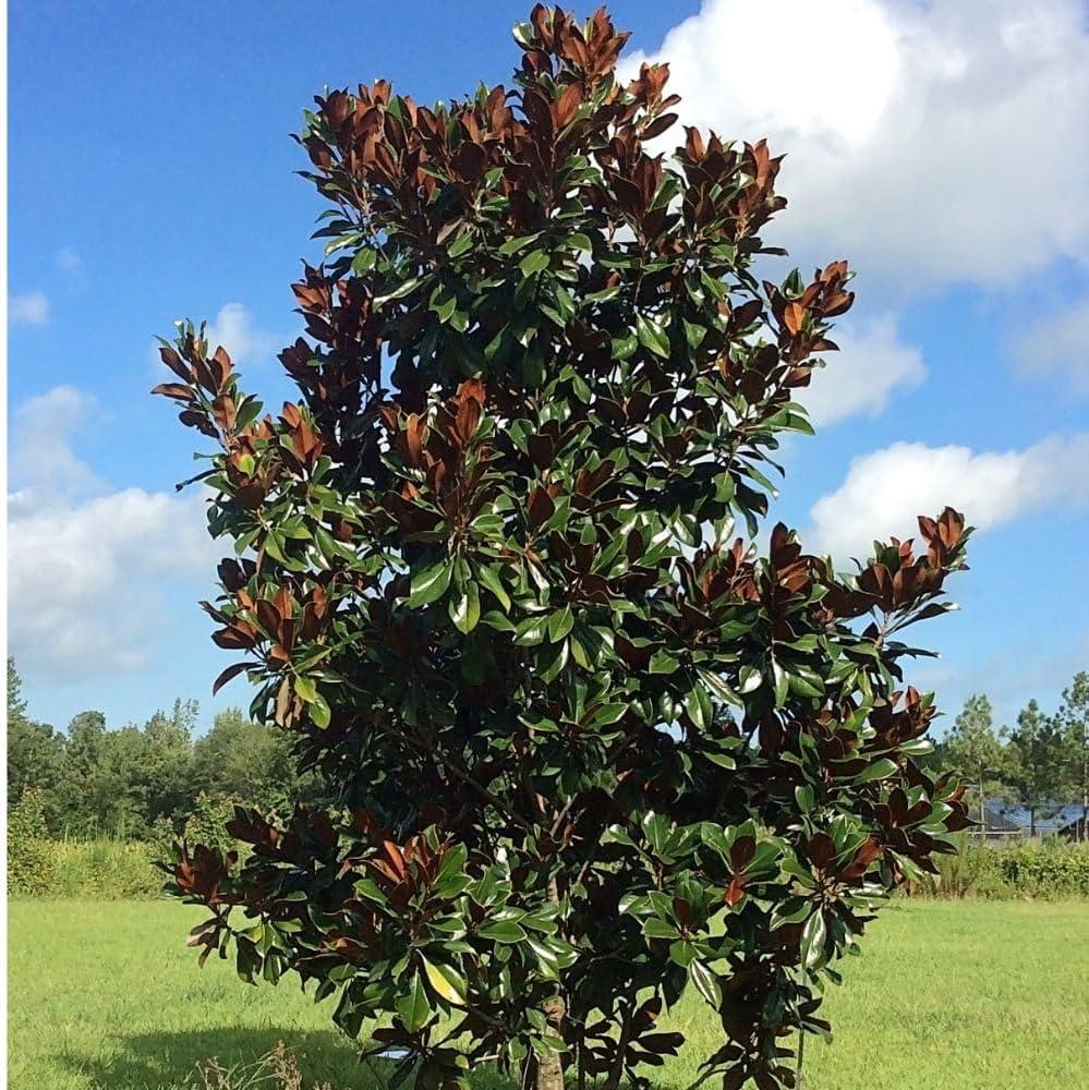 D.D. Blanchard Southern Magnolia Tree in Black Container