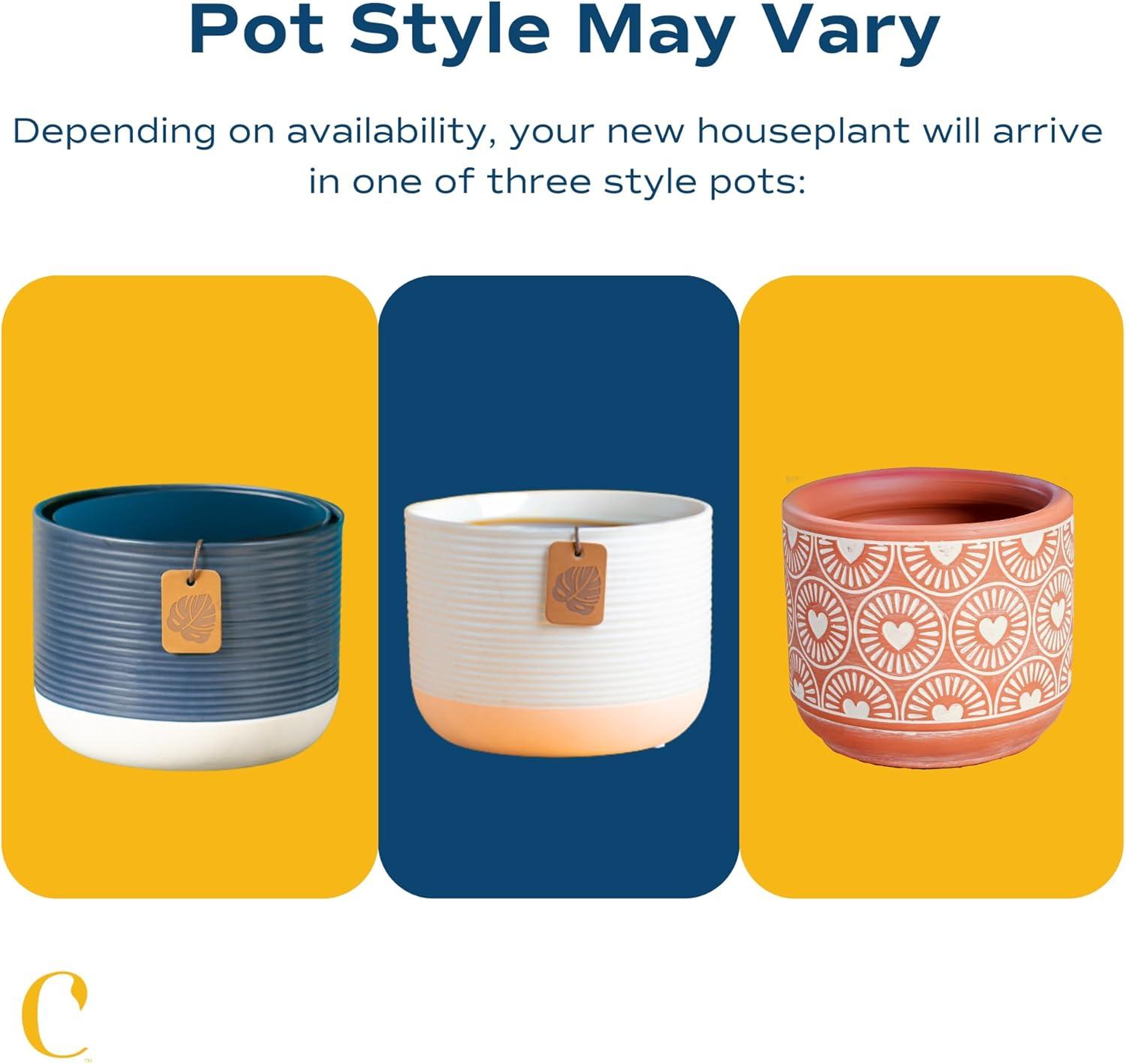 Costa Farms 12" Tall Philodendron Painted Lady, Medium Indirect Sunlight, Indoor Live House Plants