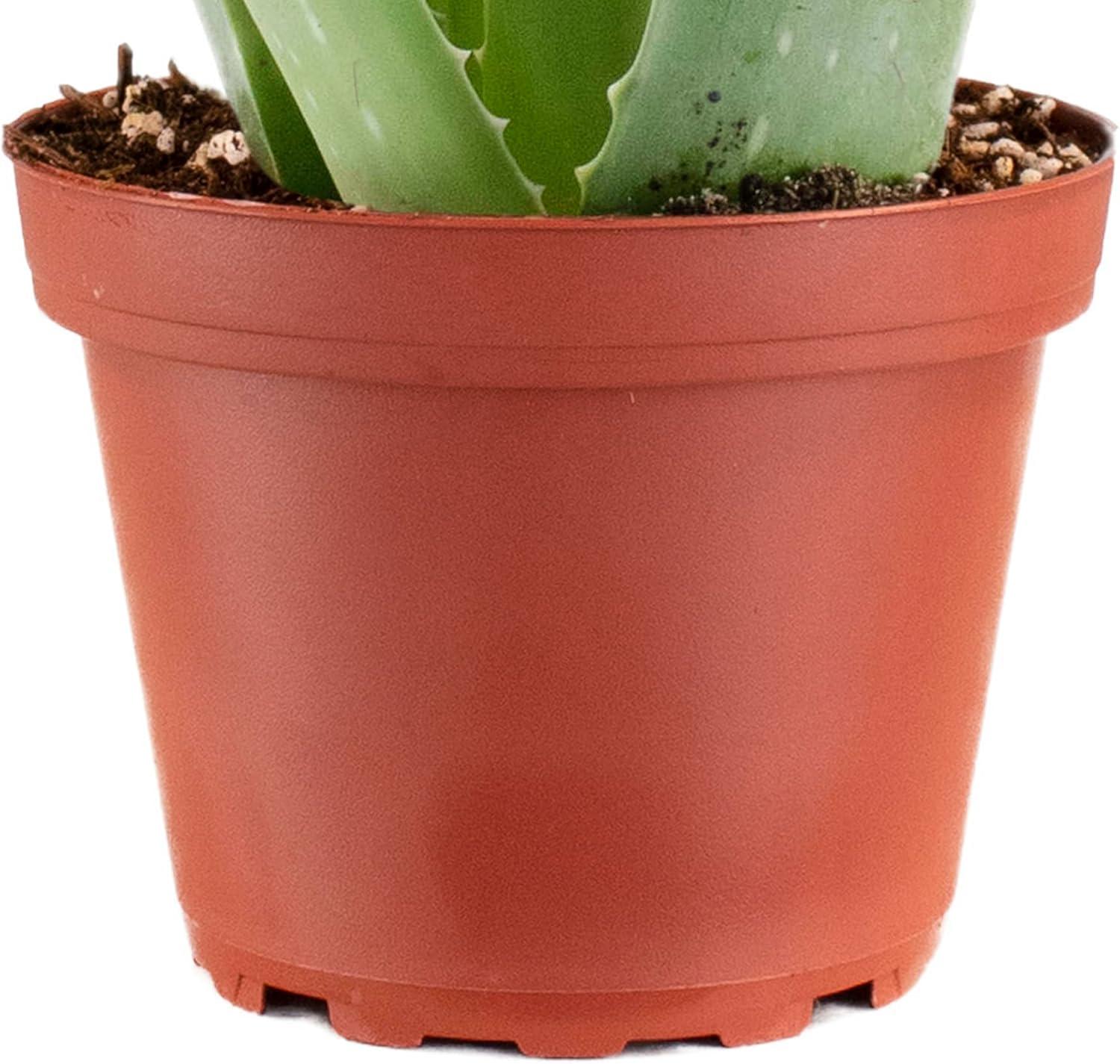 Home Botanicals 4" Aloe Vera Plant (3)