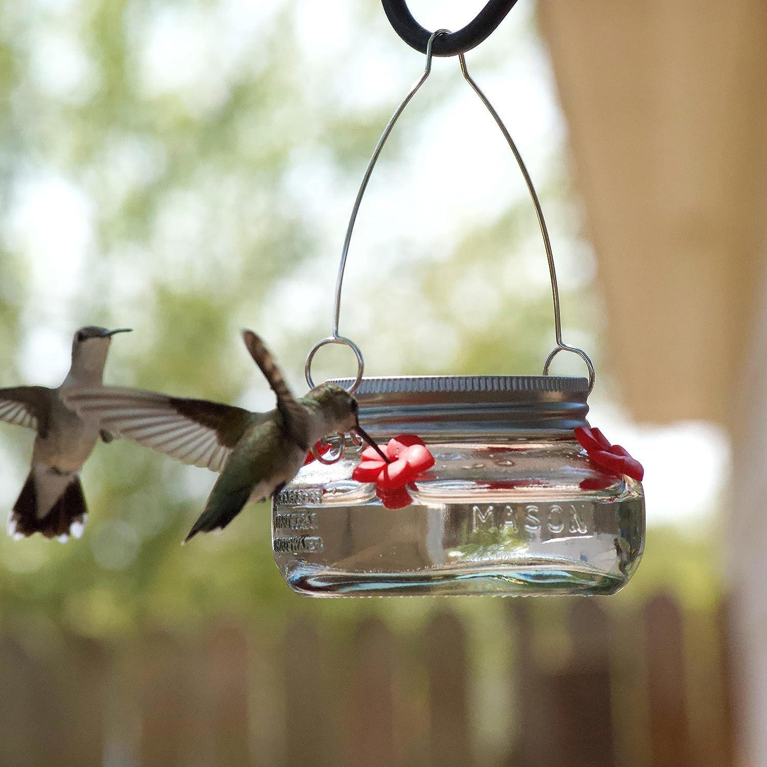 Nature's Way Bird Products Mason Jar Hummingbird Dish Feeder, 6 oz