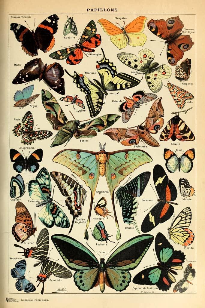 Butterfly Moth Cottagecore Room Decor Butterflies Papillons Chart Bookplate Retro Botanical Nature Animal Vintage Aesthetic Room Science Education Cool Wall Art Print Poster 12x18