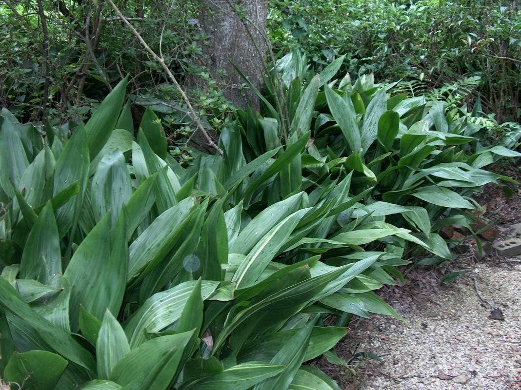 Aspidistra Elatior Cast Iron Plant in 6-Inch Pot