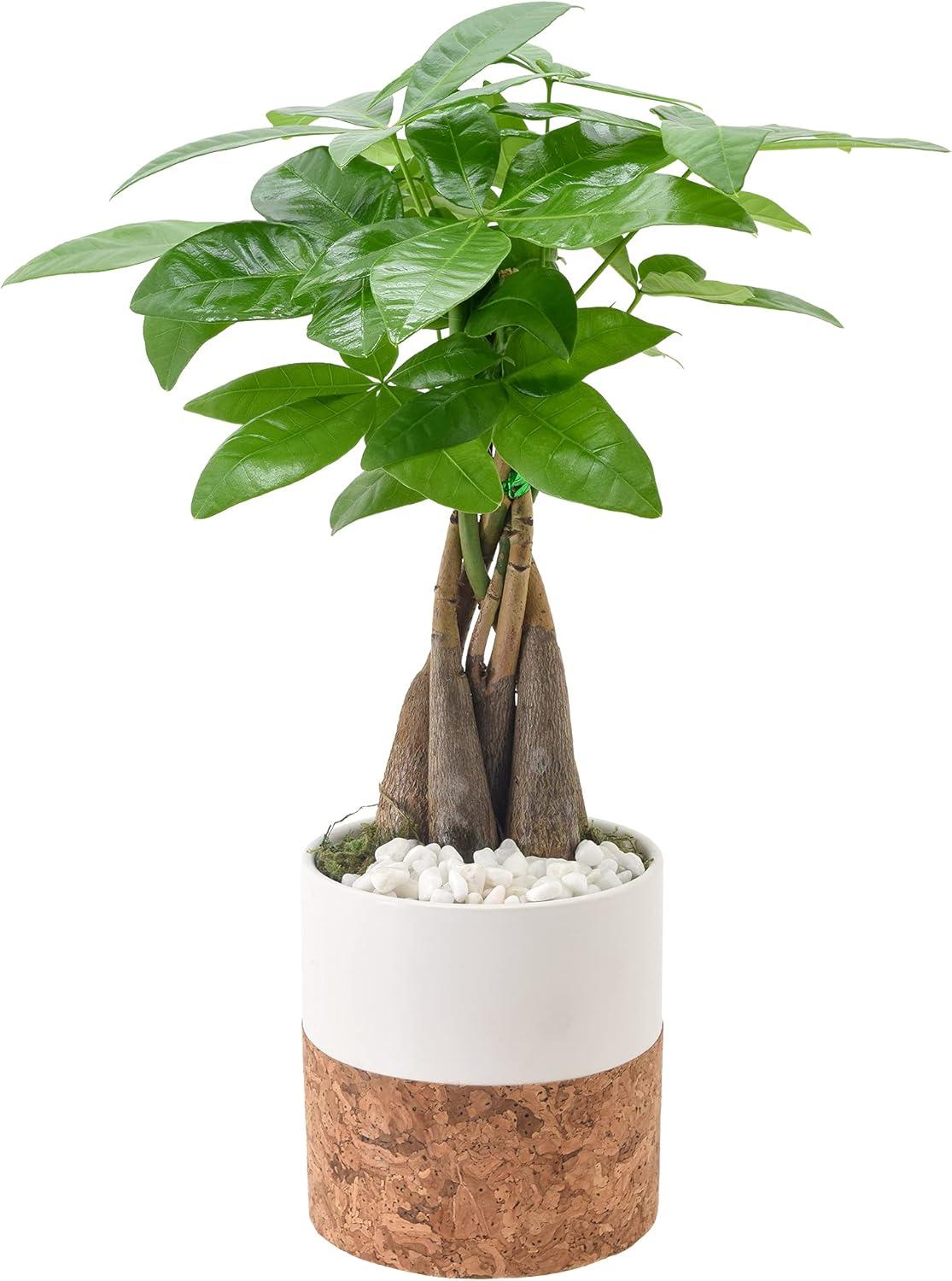 Arcadia Garden Products Live Money Tree (Pachira Aquatica) (Jade Plant) Plant in Ceramic Pot