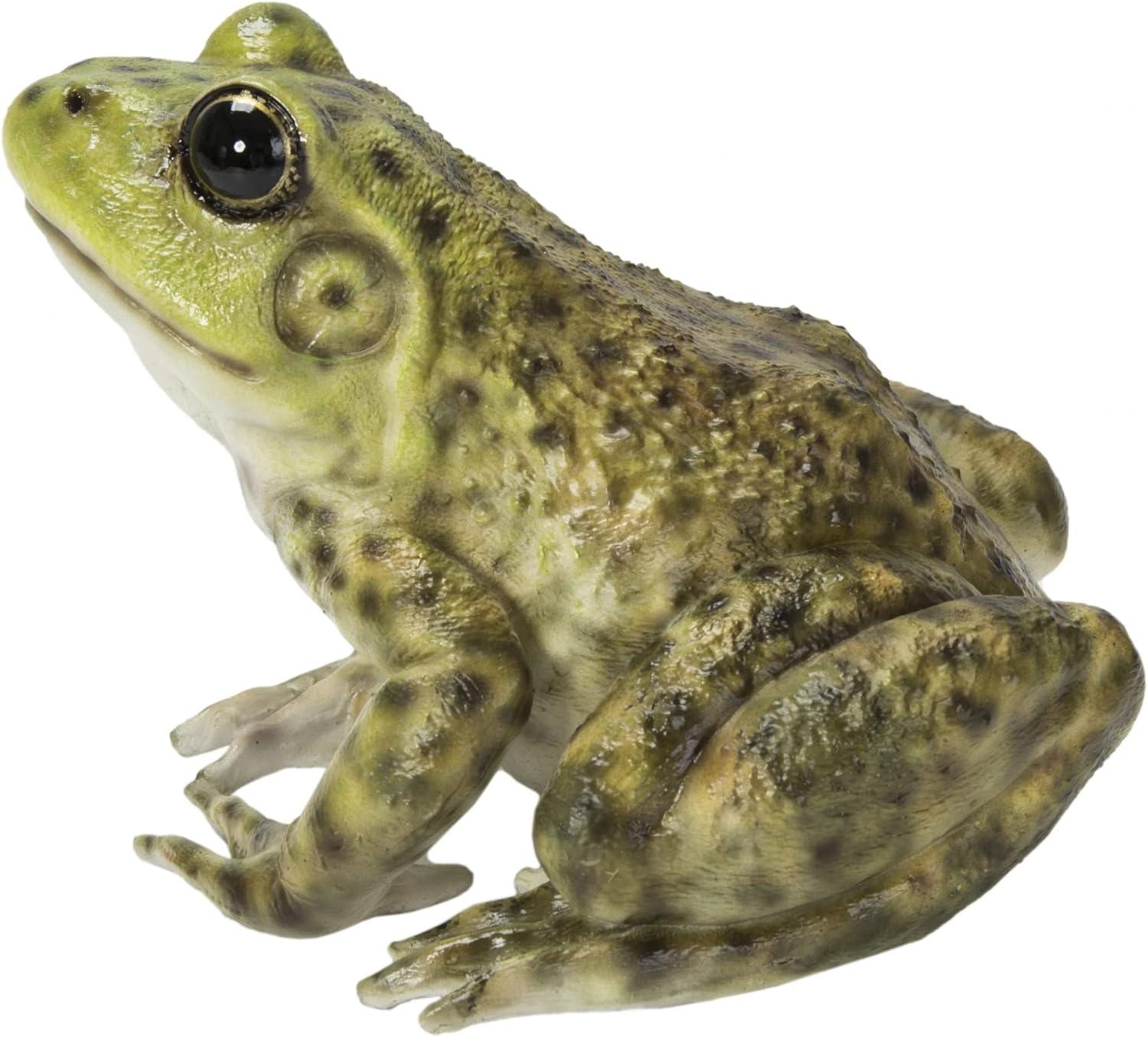 American Bullfrog