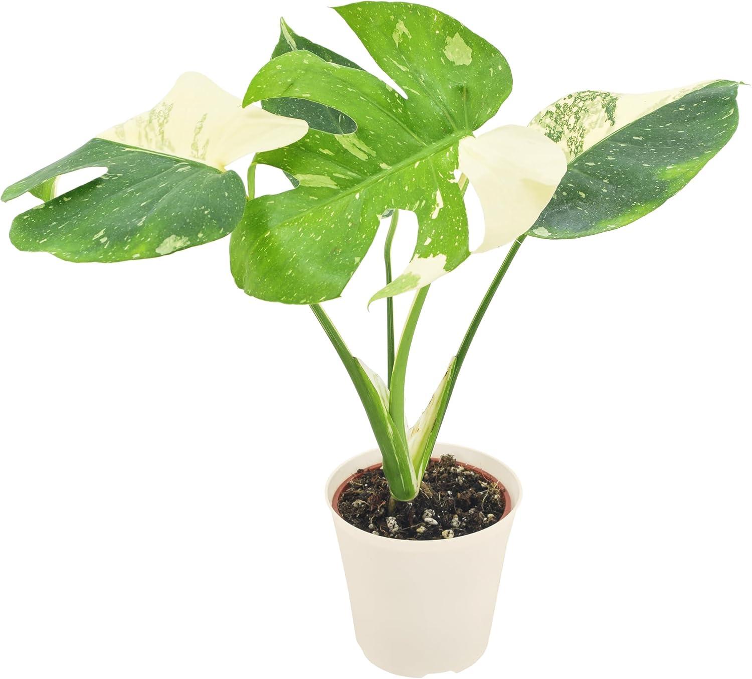 Arcadia Garden Products Thai Monstera Live Monstera Thai Constellation Plant in Pot Liner