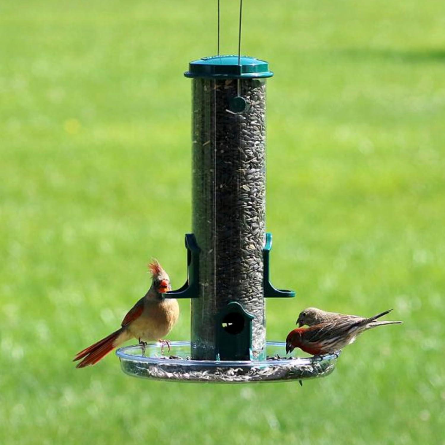 Clear Acrylic Surface Mount Bird Seed Tray with Drainage Holes