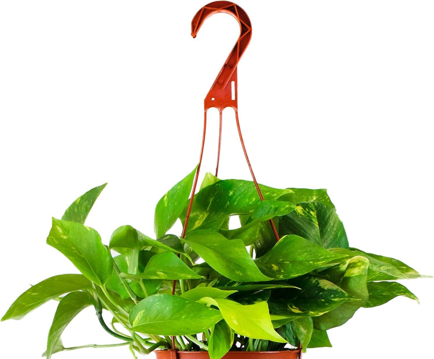 Large Green Pothos Hanging Plant in Brown Grower Pot