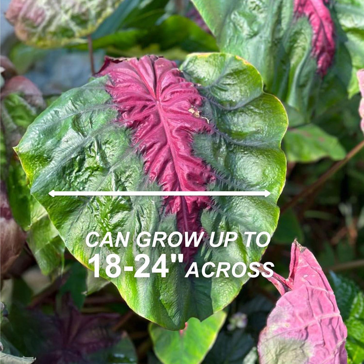 Garden State Bulb Colocasia Madeira Star Elephant Ear Bulbs, Spring Planting (Bag of 1)