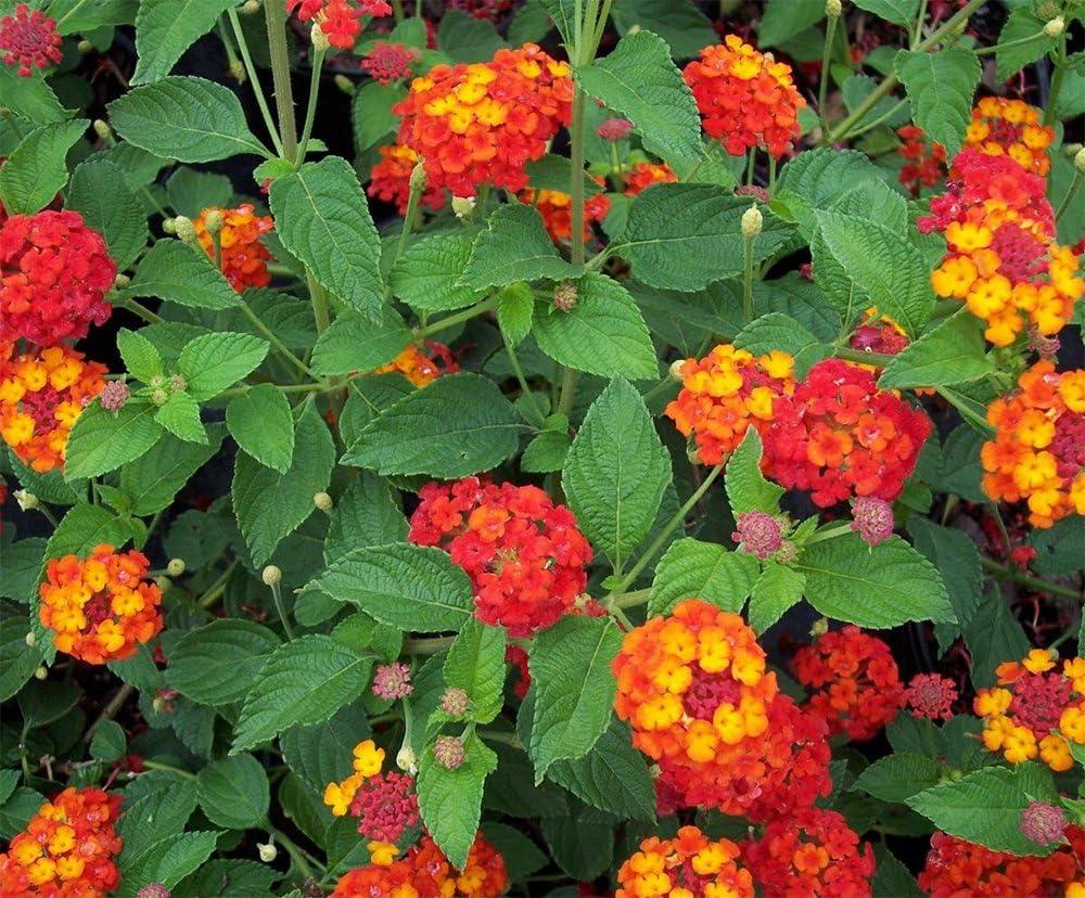 American Plant Exchange Lantana Dallas Red, 6-Inch Pot, Red & Orange Flowers, Attracts Butterflies