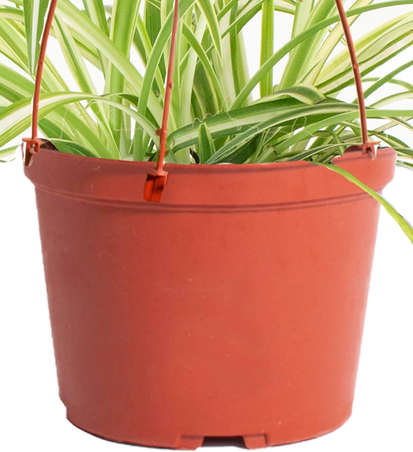 Spider Plant Live Indoor Plant, Easy Care Air Purifying Hanging Houseplant in 6 in. Grower Pot with Hanger