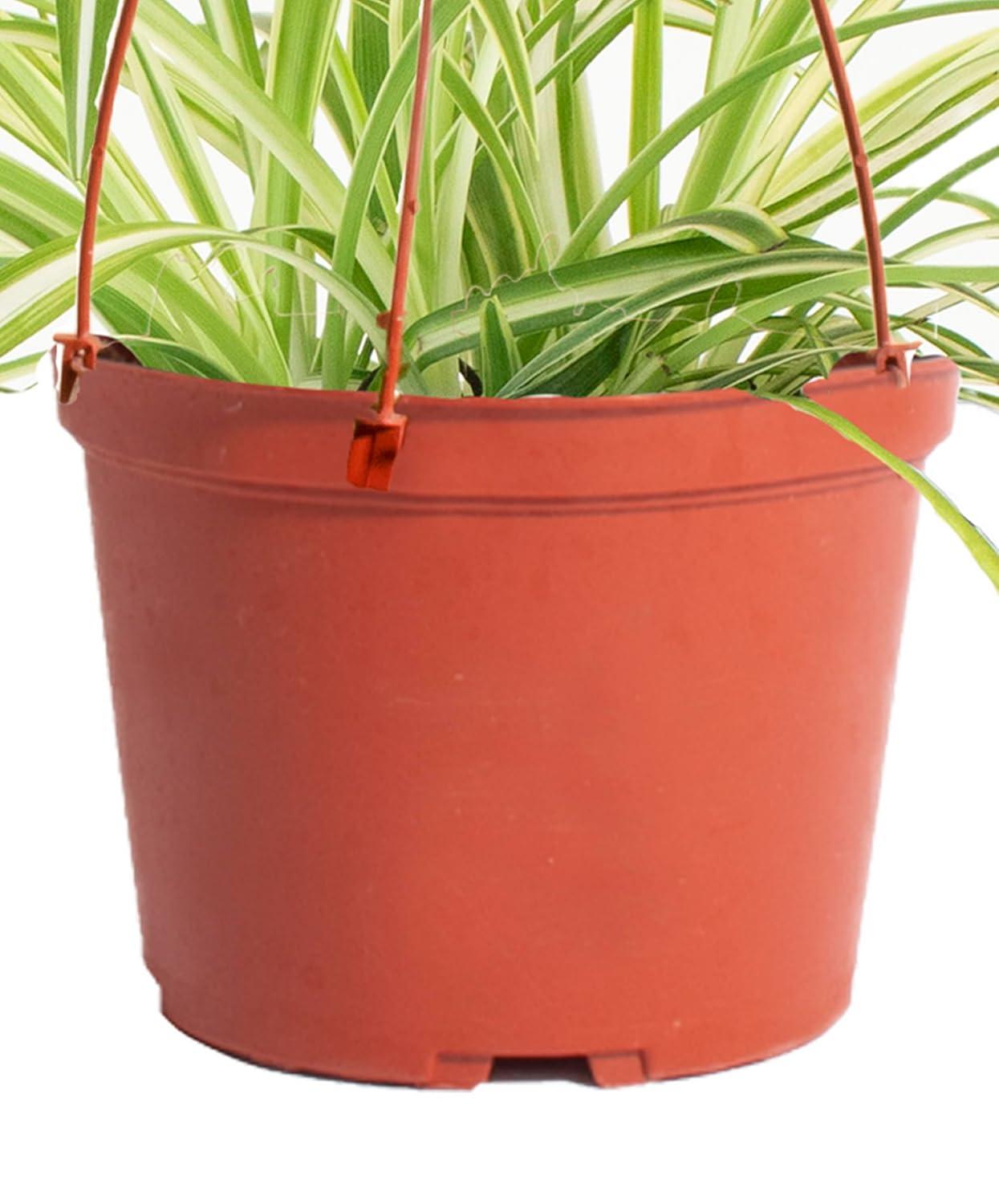 Spider Plant Live Indoor Plant, Easy Care Air Purifying Hanging Houseplant in 6 in. Grower Pot with Hanger