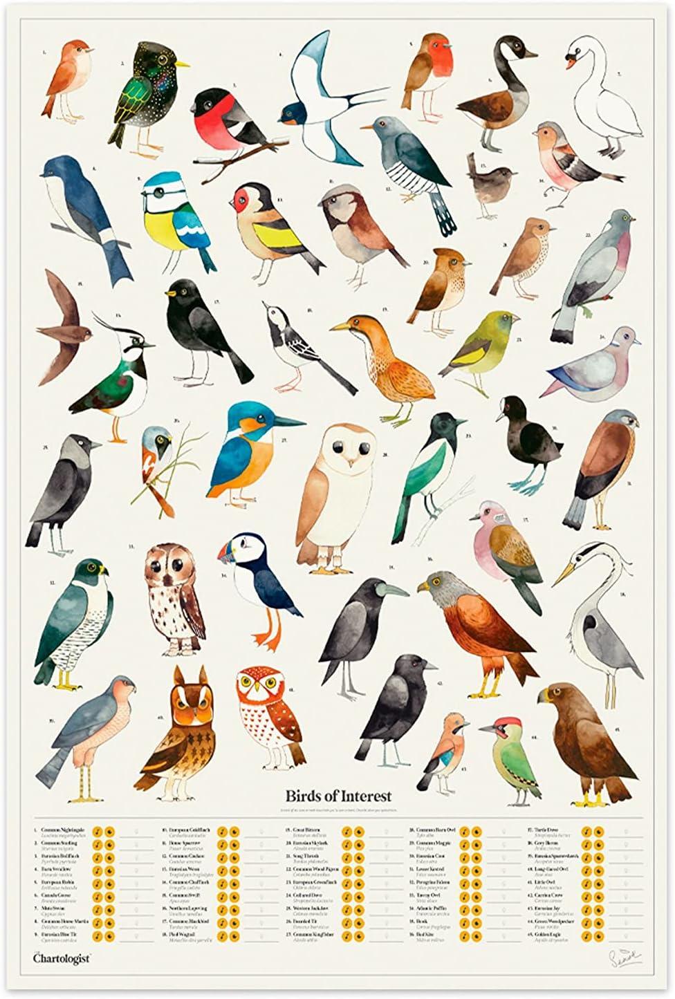 The Chartologist | Illustrated Wall Art | Interactive Bird Posters & Prints | Aesthetic Scratch Poster For Kids & Adults | Nature Poster Wall Art For Living Room | Bird Gifts For Vintage Room Decor