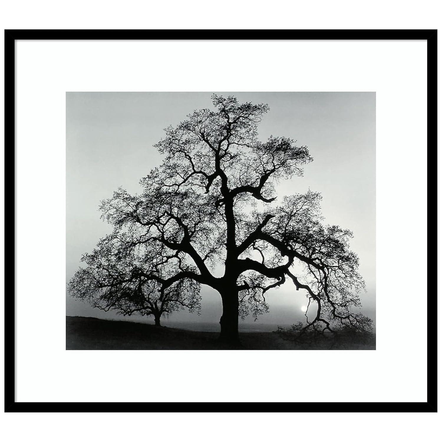 Amanti Art Framed Wall Art Print 27x31 Oak Tree Sunset City California 1962 by Ansel Adams, Landscapes Wall Art, Museum Masters Decor, Large Poster Painting Artwork for Living Room, Bedroom, Bathroom
