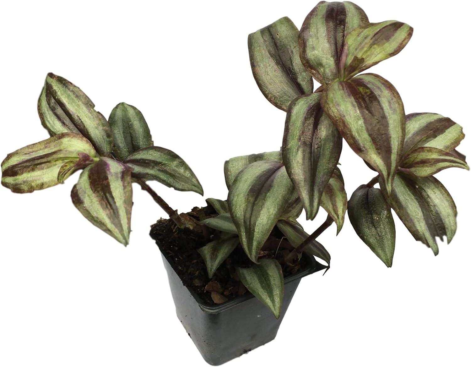 Purple and Silver Wandering Jew Plant in 4-Inch Pot