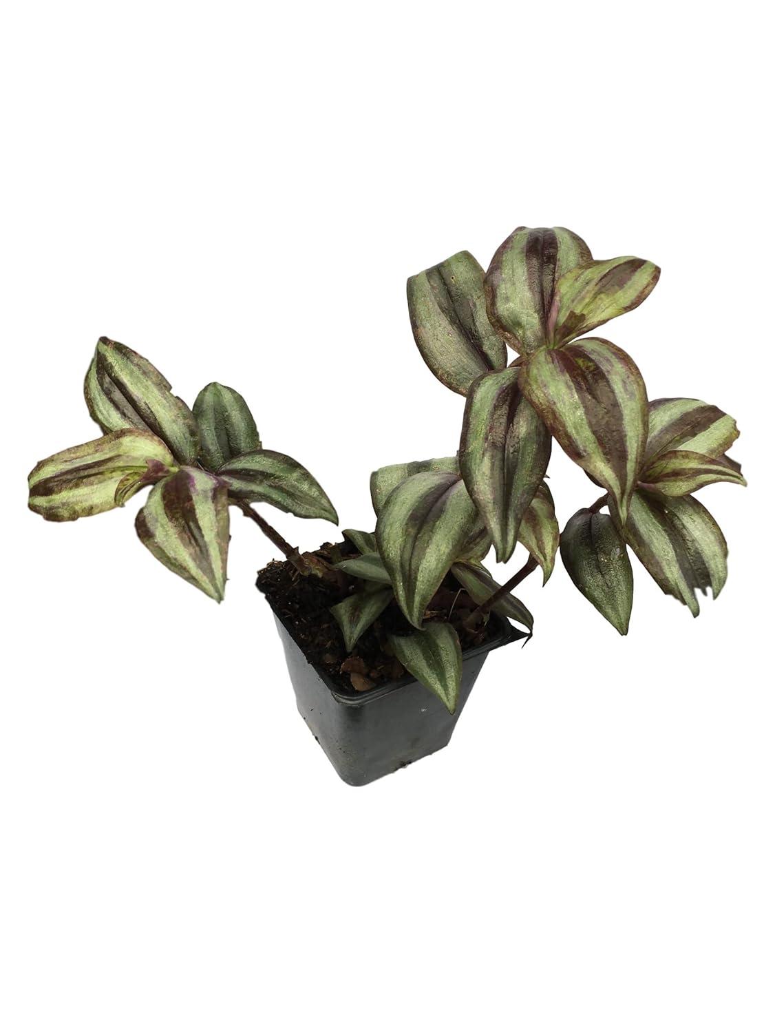 Daylily Nursery Wandering Jew Live Plant with 4in Pot