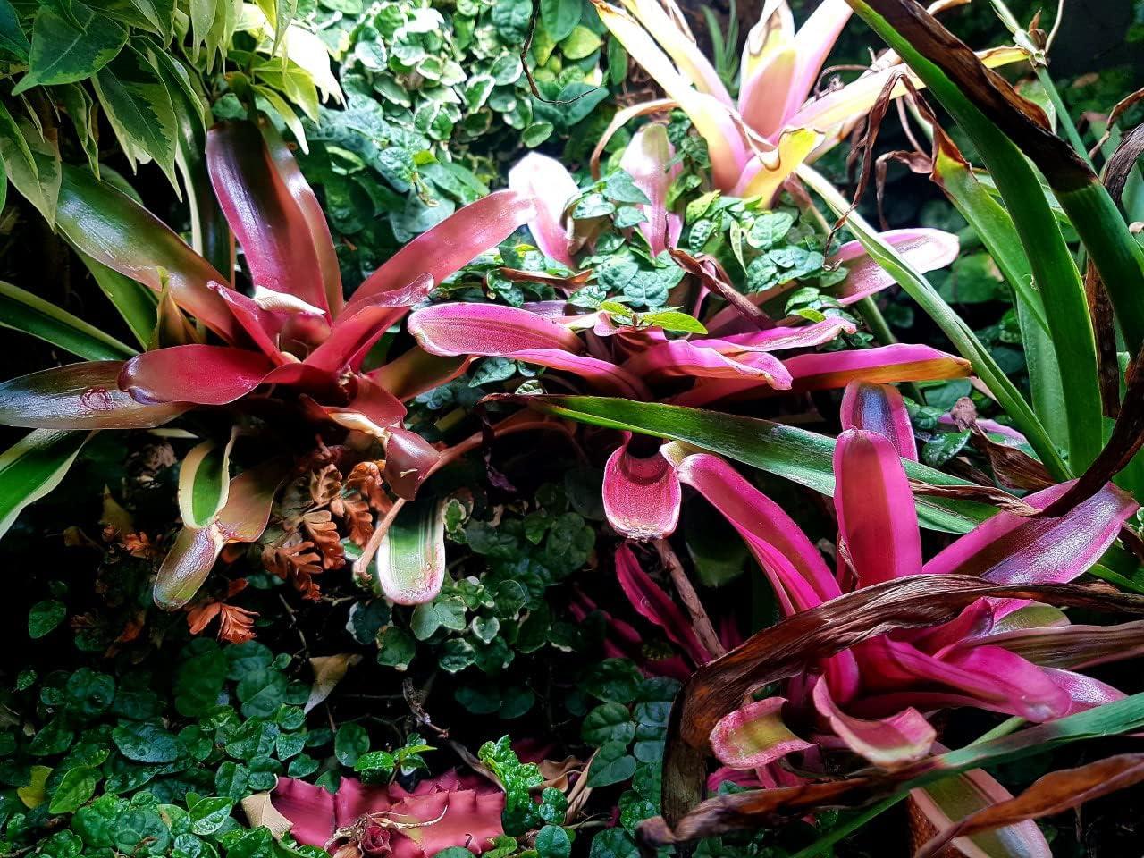 Jungle Dawn High Output LED BAR 15 Watt 12 inch