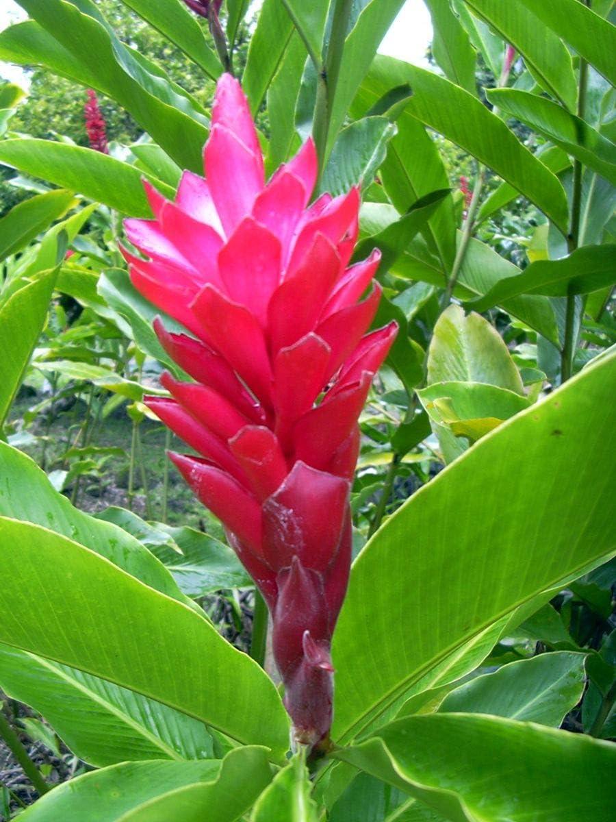 Red Alpinia Purpurata Ginger Plant Bulb 1 PK (2 Roots Each 2"-4" Long) Shade & Sun