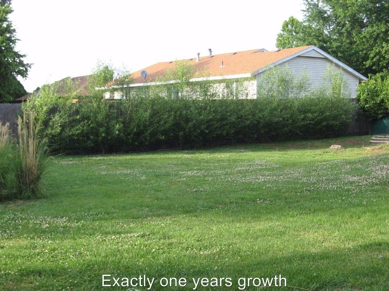 18 Hybrid Willow Trees - Privacy Trees Fast Growing - Great Visual and Sound Barrier - Growing Tutorial Video Link