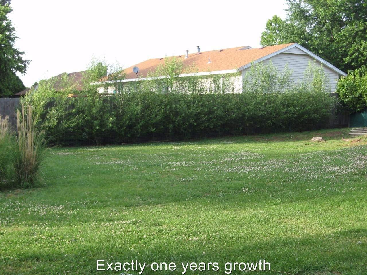 18 Hybrid Willow Trees - Privacy Trees Fast Growing - Great Visual and Sound Barrier - Growing Tutorial Video Link