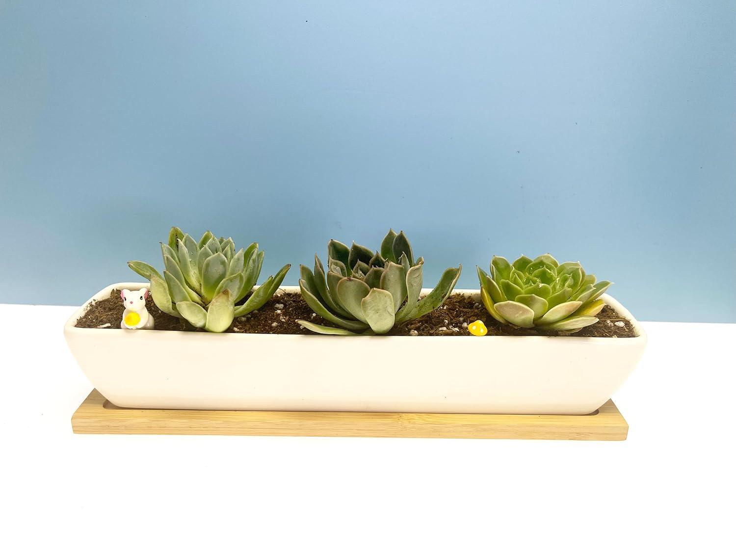Kipokalor Rectangular Long Succulent Planter Pot,1 Set 11.1x2.36x1.77inch Long Modern Minimalist White Ceramic with Saucer for Office,Desk,Window.