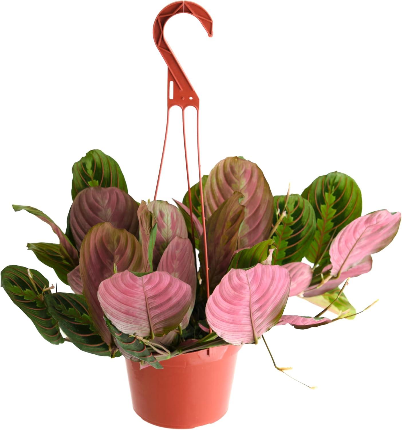 Maranta Red 'Prayer Plant' House Plant in 6" Hanging Grow Pot