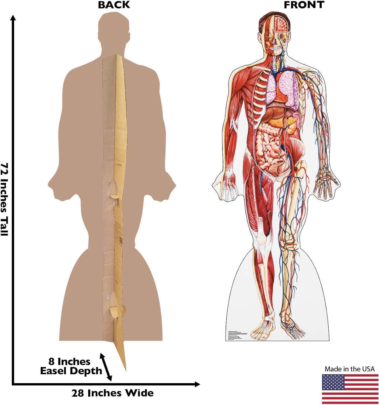 Anatomy 72'' Cardboard Standup