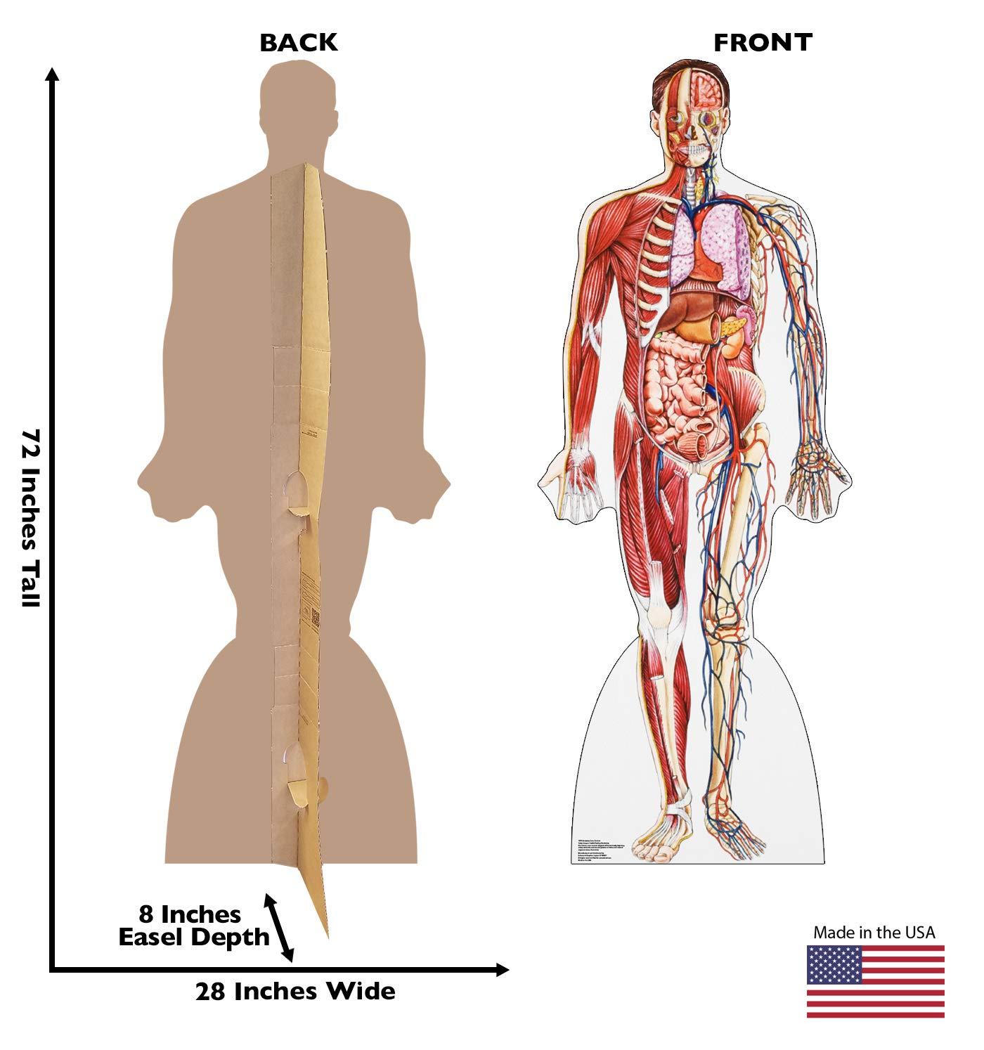 Advanced Graphics Anatomy 72'' Cardboard Standup