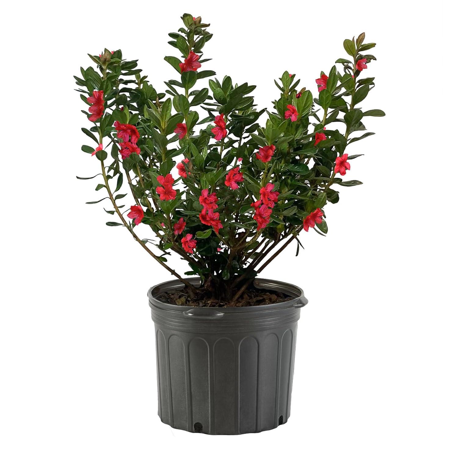 1 Gallon Red Midnight Flare Azalea Shrub with Green Foliage