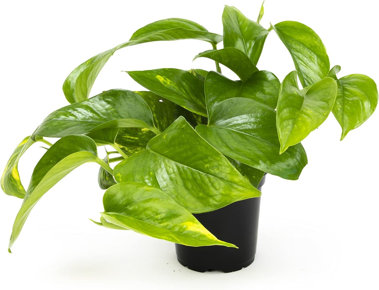 4in Golden Pothos Plant in Plastic Nursery Pot