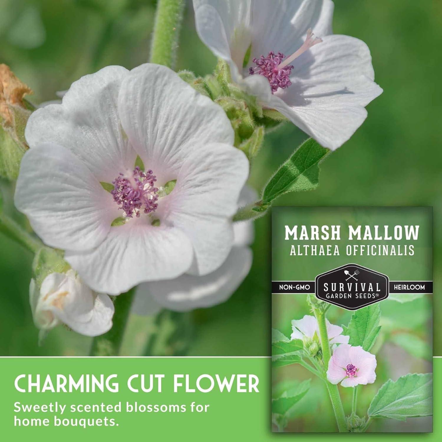 3 Packs Marsh Mallow Seed - Rare Medicinal Flowering Herbs - Non-GMO Heirloom Perennial Full Sun